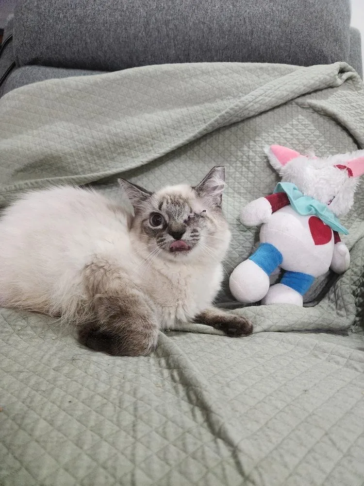 A baby small-sized male Domestic Short Hair cat named Matthew for adoption in Hudson, NH