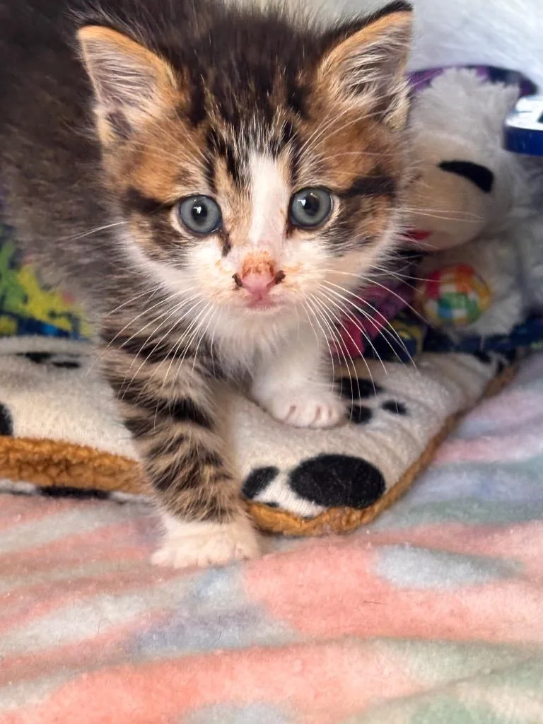 A baby small-sized male Domestic Short Hair cat named Avion for adoption in Lima, OH