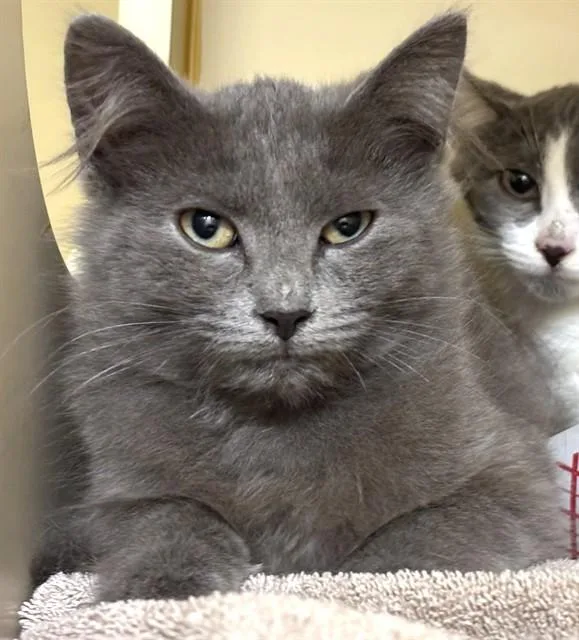 A baby medium-sized male Domestic Long Hair cat named Hamilton for adoption in Dedham, MA