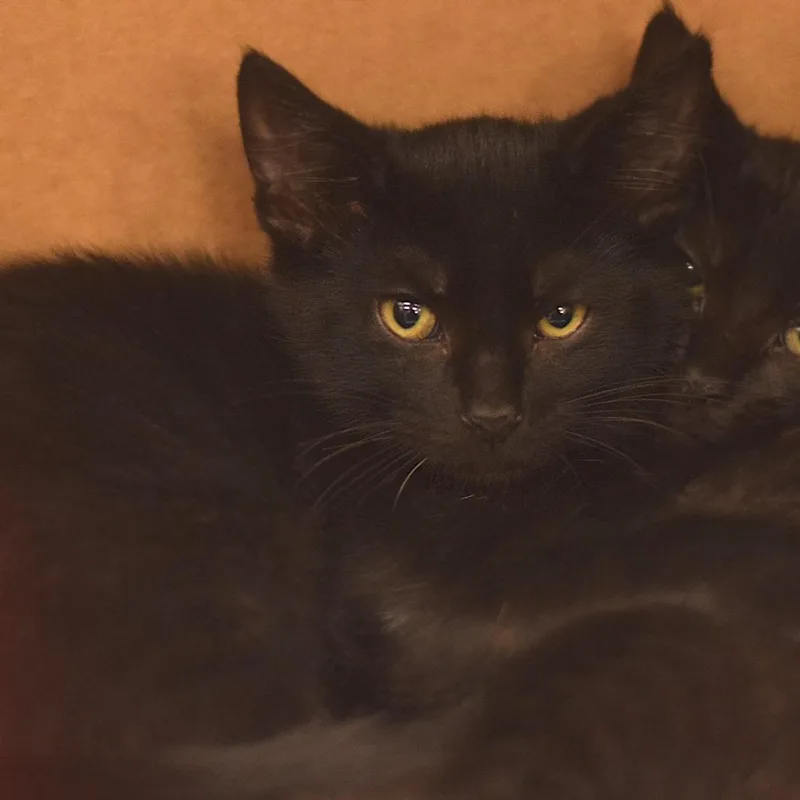 A baby small-sized male Domestic Short Hair cat named Ross for adoption in Belleville, IL