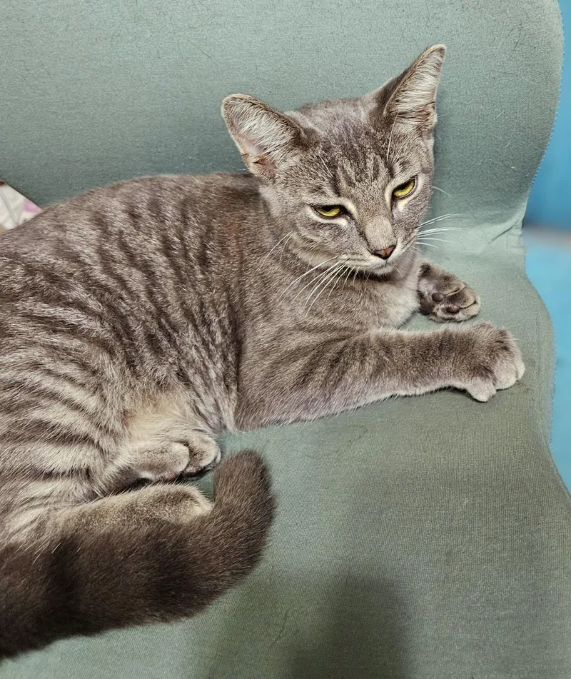 A young medium-sized male Tabby cat named Kato for adoption in New Albany, OH