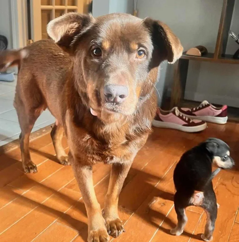 An adult medium-sized female Labrador Retriever dog named Cherry for adoption in Holly Springs, NC