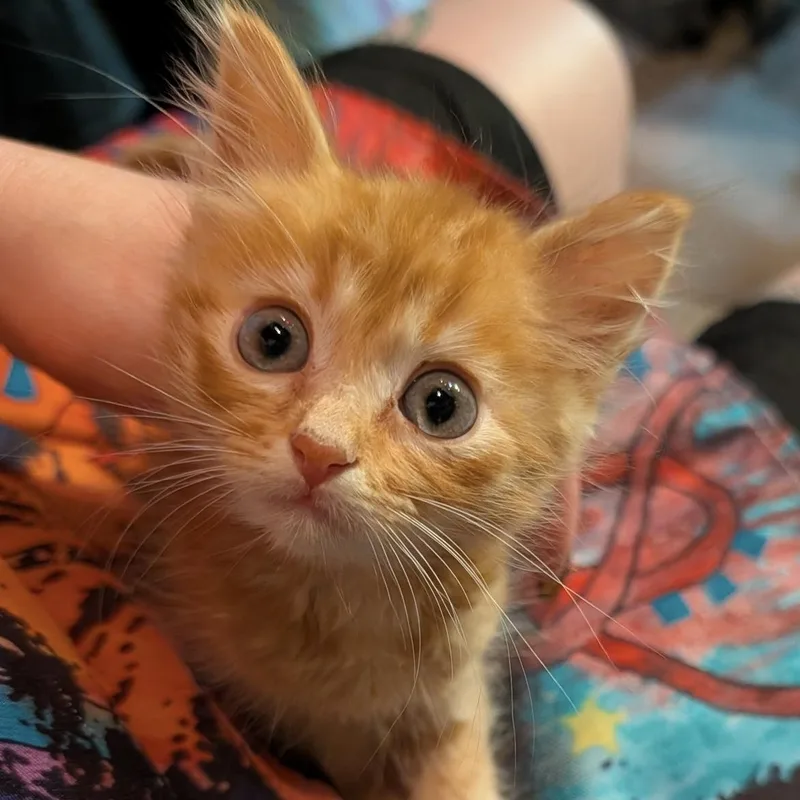 A baby large-sized male Tabby (Orange / Red) Domestic Short Hair cat named Twix for adoption in San Diego, CA