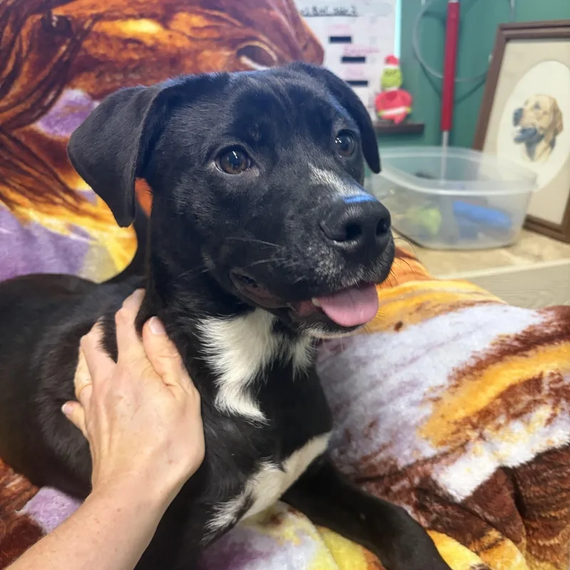 A young medium-sized male Black Mixed Breed dog named Taco for adoption in Seneca, PA