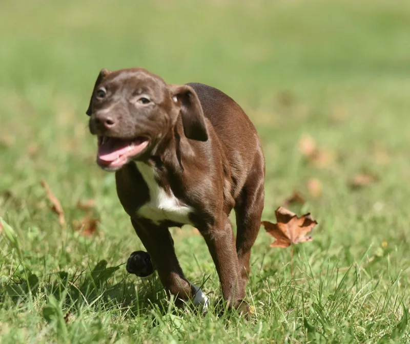 A baby medium-sized female Chocolate Labrador Retriever dog named Filly for adoption in Mechanicsburg, PA
