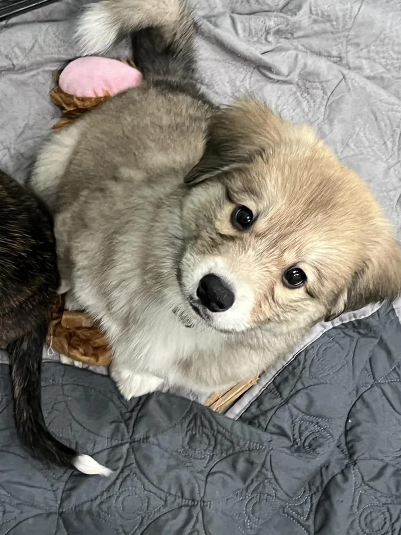 A baby large-sized male German Shepherd Dog dog named Rio for adoption in Salisbury, MD