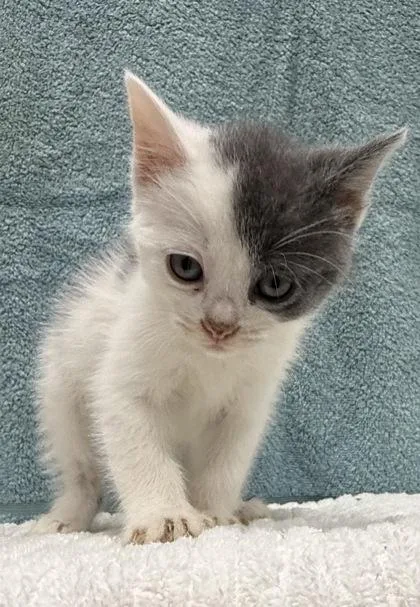A baby small-sized female Domestic Short Hair cat named Lemur for adoption in Wilkesboro, NC