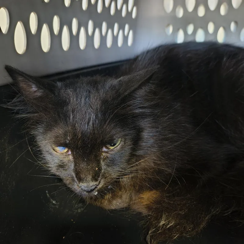 An adult large-sized female Black Domestic Medium Hair cat named Ethel for adoption in Othello, WA