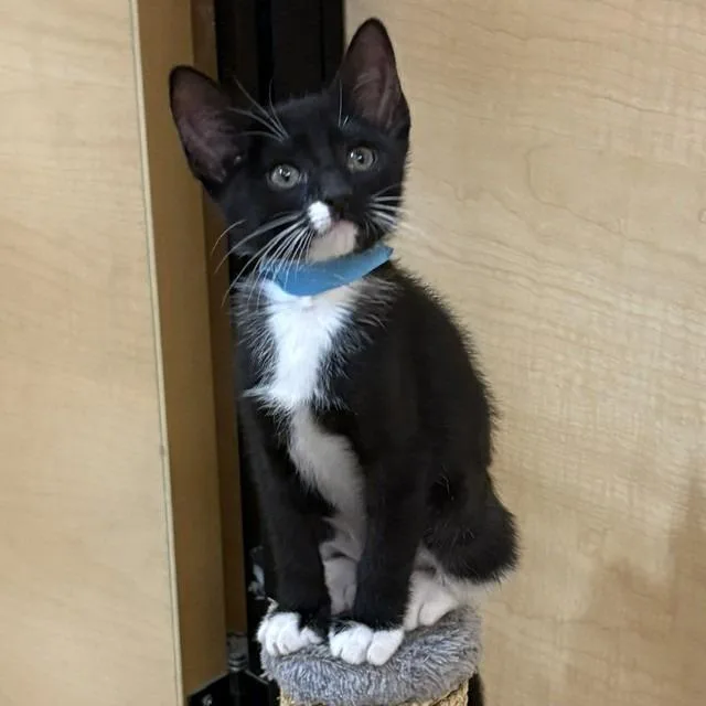 A baby small-sized female Black Domestic Short Hair cat named Flower for adoption in San Gabriel, CA