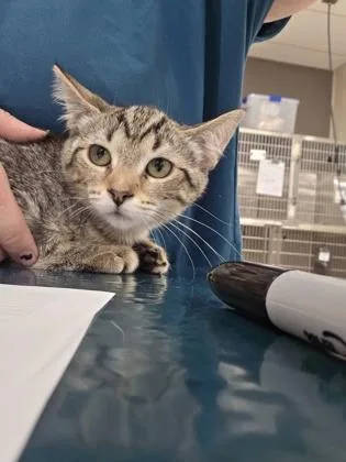 A baby small-sized female Domestic Short Hair cat named Peanut Butter for adoption in Westland, MI