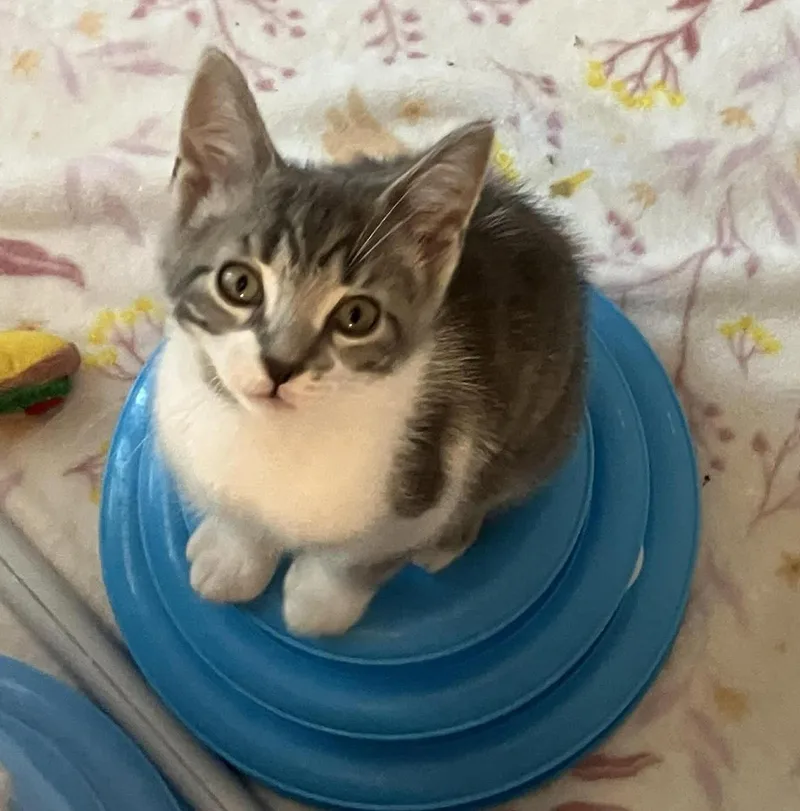 A young medium-sized male Gray & White Domestic Short Hair cat named Barley for adoption in Livonia, MI