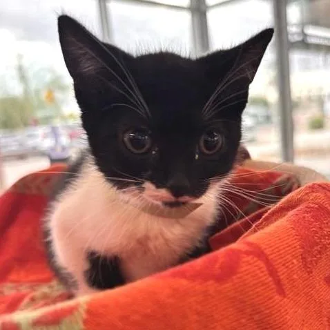 A baby small-sized female Black Domestic Short Hair cat named Wellbi for adoption in Phoenix, AZ