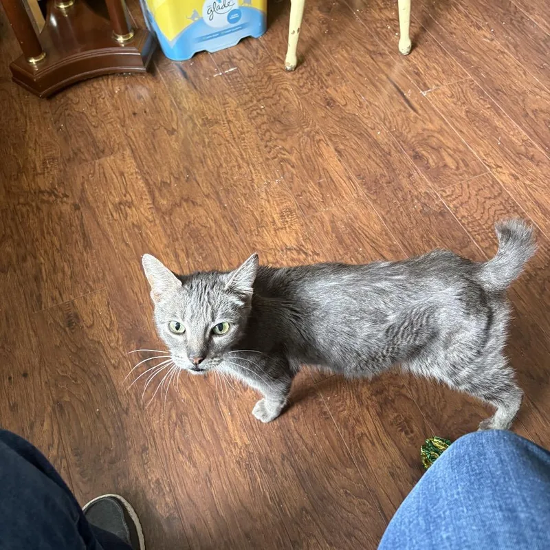 An adult medium-sized female Gray / Blue / Silver Domestic Short Hair cat named Lucy for adoption in Ferndale, WA