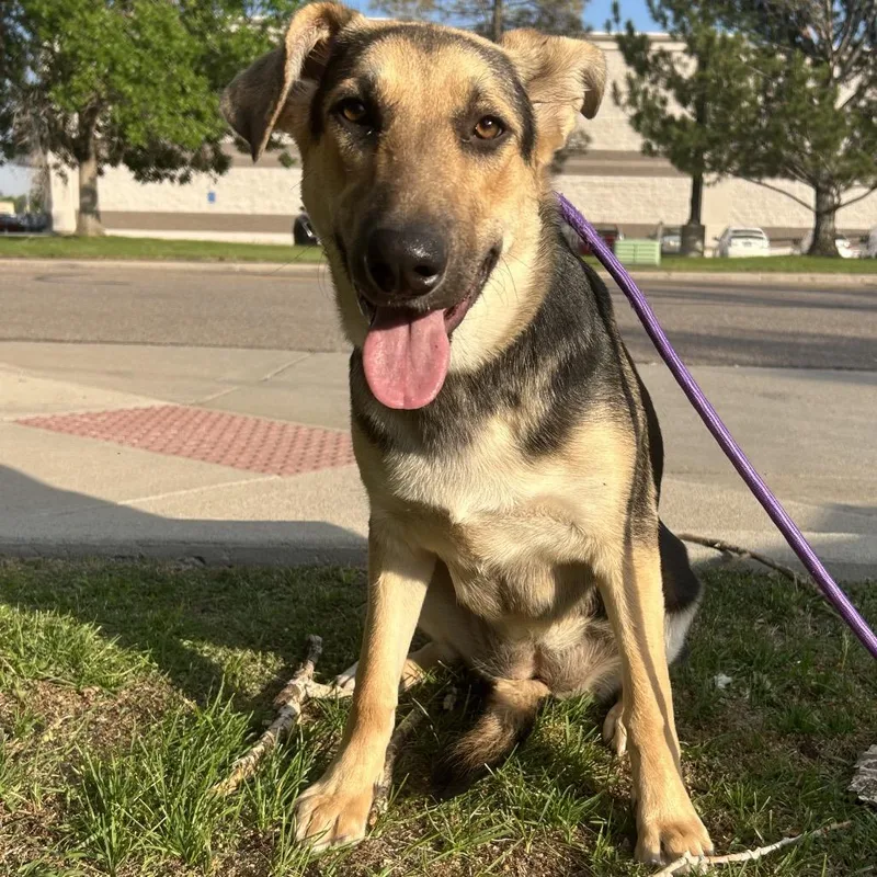 A young large-sized female German Shepherd Dog dog named Piper for adoption in Parker, CO