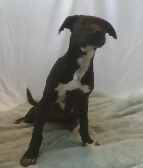 A young medium-sized female Black Mixed Breed dog named Robin for adoption in Georgetown, SC