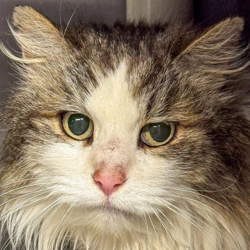 An adult medium-sized male White Domestic Medium Hair cat named Dopey for adoption in Kennebunk, ME