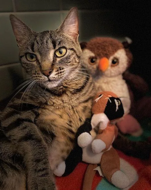 An adult medium-sized female Tabby (Brown / Chocolate) Domestic Short Hair cat named Katie Kat for adoption in Duxbury, MA