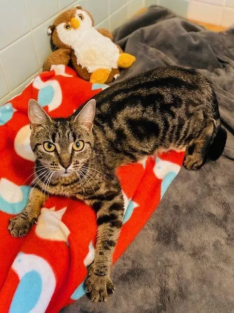 Katie Kat thumbnail 3