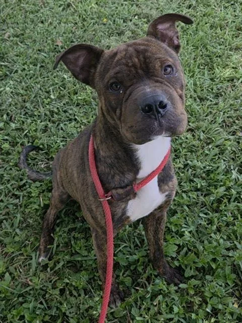 A young medium-sized male American Staffordshire Terrier dog named Picasso for adoption in Fort Lauderdale, FL