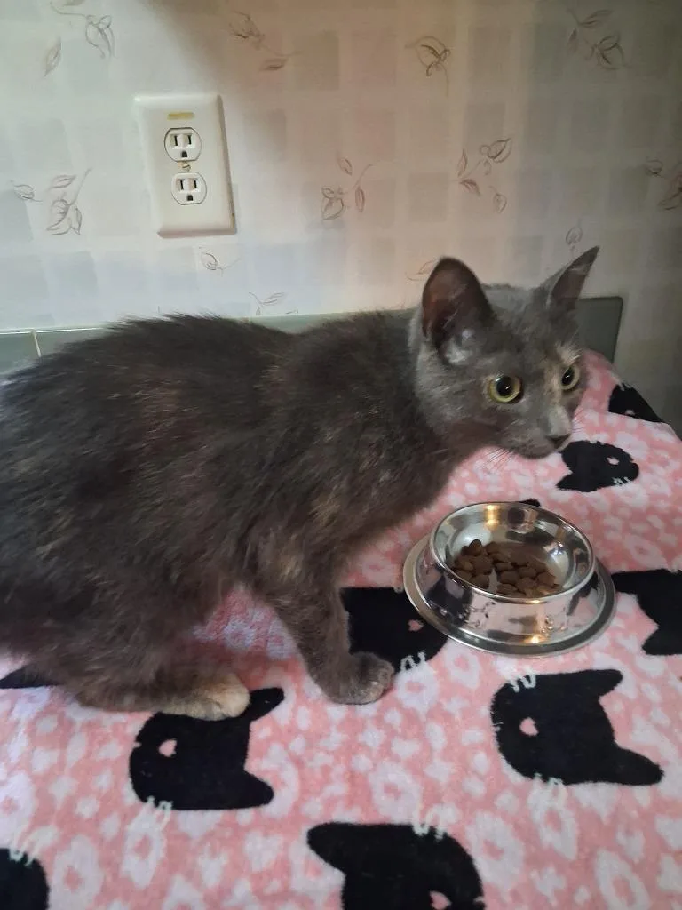 A young small-sized female American Shorthair cat named Nacho Cat for adoption in Hagaman, NY