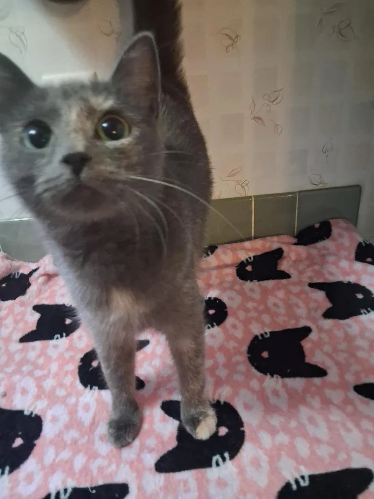 Nacho Cat thumbnail 2