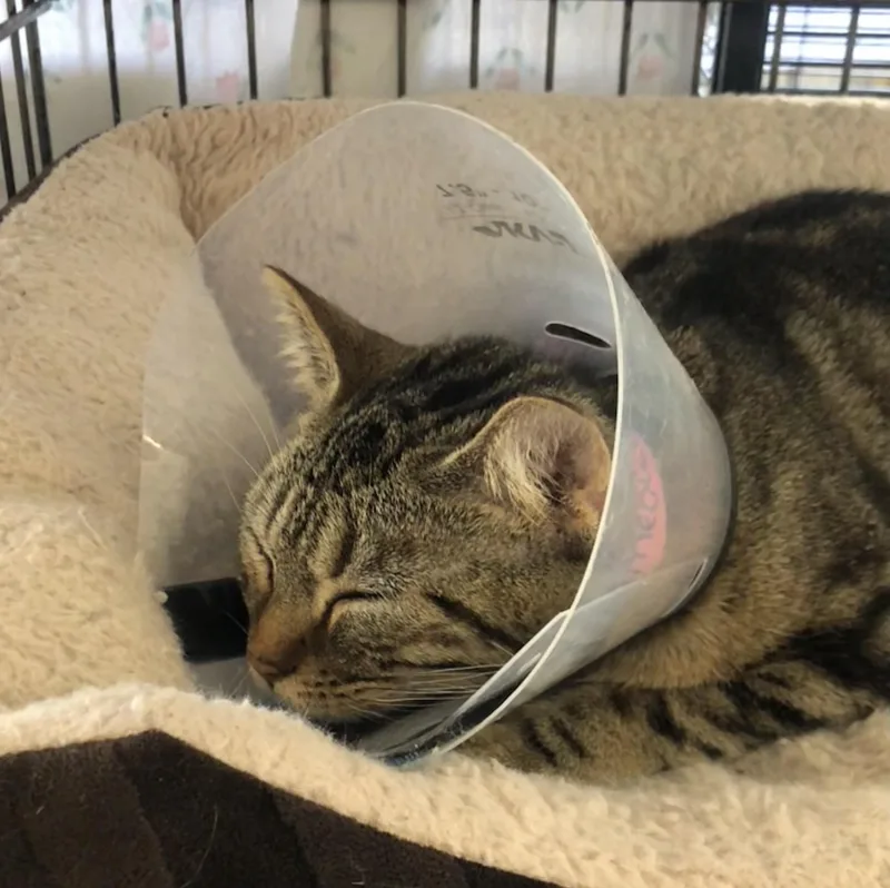 A young medium-sized female Tabby (Brown / Chocolate) Domestic Short Hair cat named Meowgi for adoption in Parma, OH