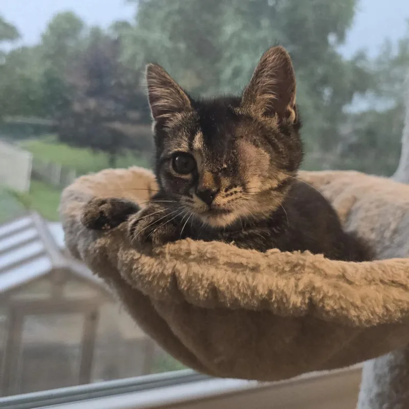 A baby small-sized female Brown / Chocolate Domestic Short Hair cat named Gemma for adoption in Washington Township, OH