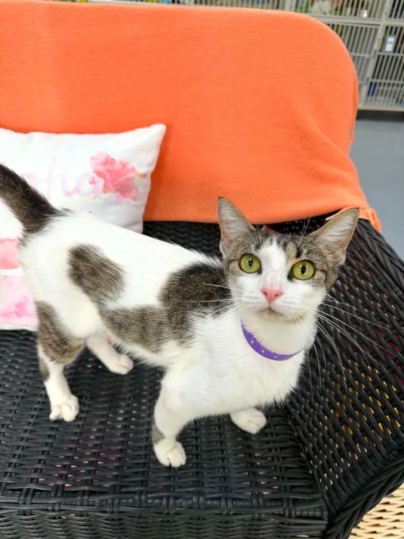 A young medium-sized female Tabby (Brown / Chocolate) Domestic Short Hair cat named Samantha for adoption in Tavares, FL