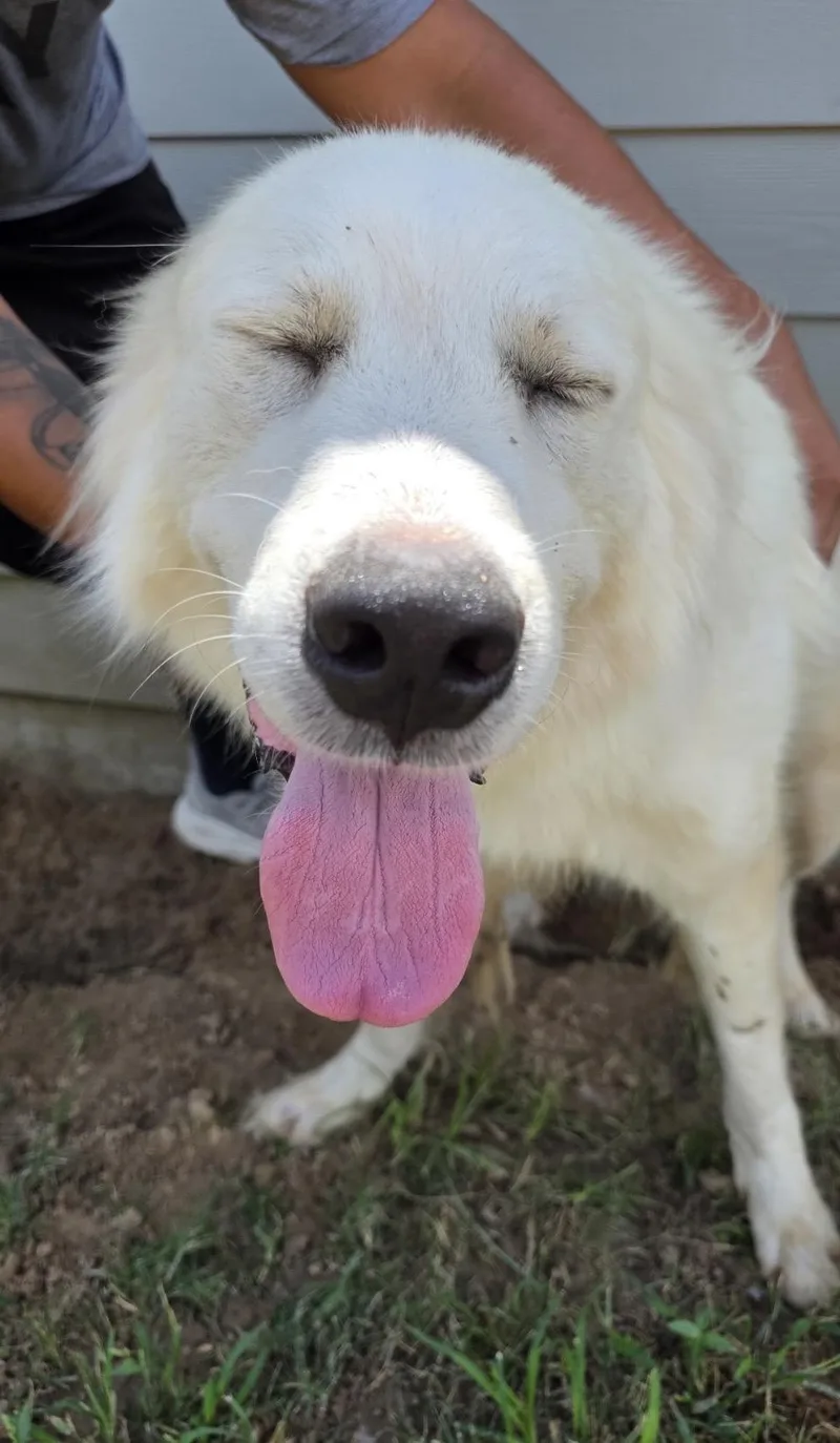 A young large-sized female Great Pyrenees dog named Candy HTX for adoption in Quinlan, TX