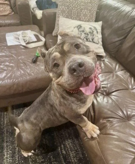 A young medium-sized female Pit Bull Terrier dog named Polly for adoption in Rockville, MD