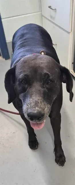 An adult large-sized female German Shorthaired Pointer dog named Girly for adoption in Corpus Christi, TX