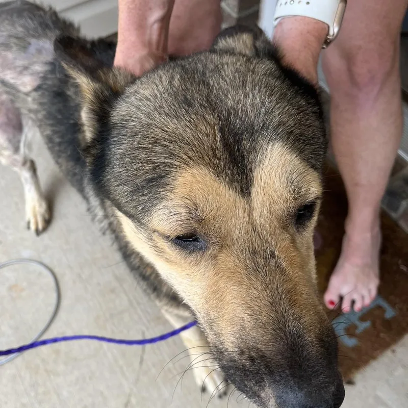 An adult large-sized male Brown / Chocolate Shepherd dog named Gerald for adoption in Greensboro, NC