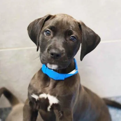 A baby small-sized male Black Pit Bull Terrier dog named Korbel for adoption in Atlanta, GA