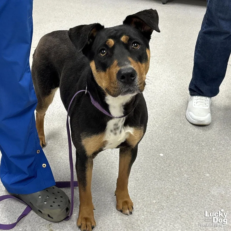 A young large-sized female Shepherd dog named Lottie for adoption in Washington, DC