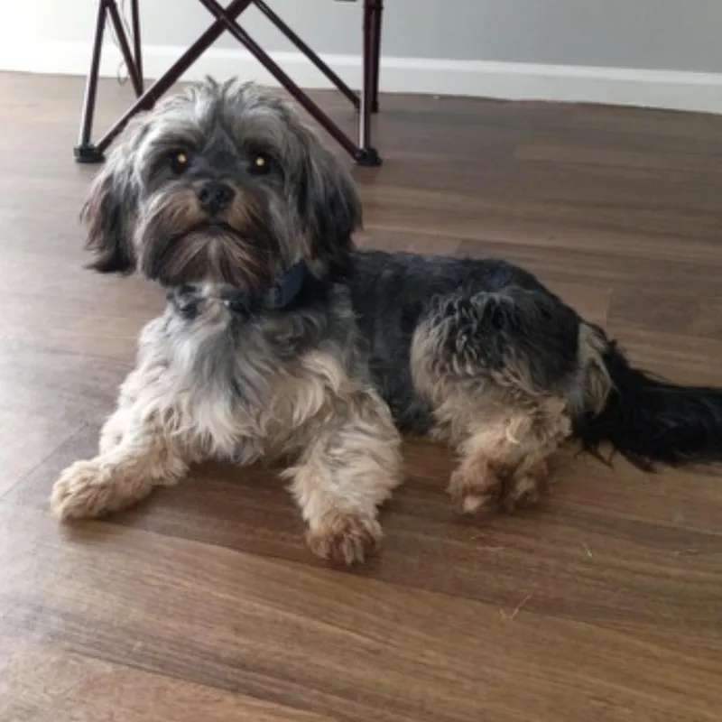 A young small-sized male Black Yorkshire Terrier dog named Kody Bear for adoption in Tyrone, GA