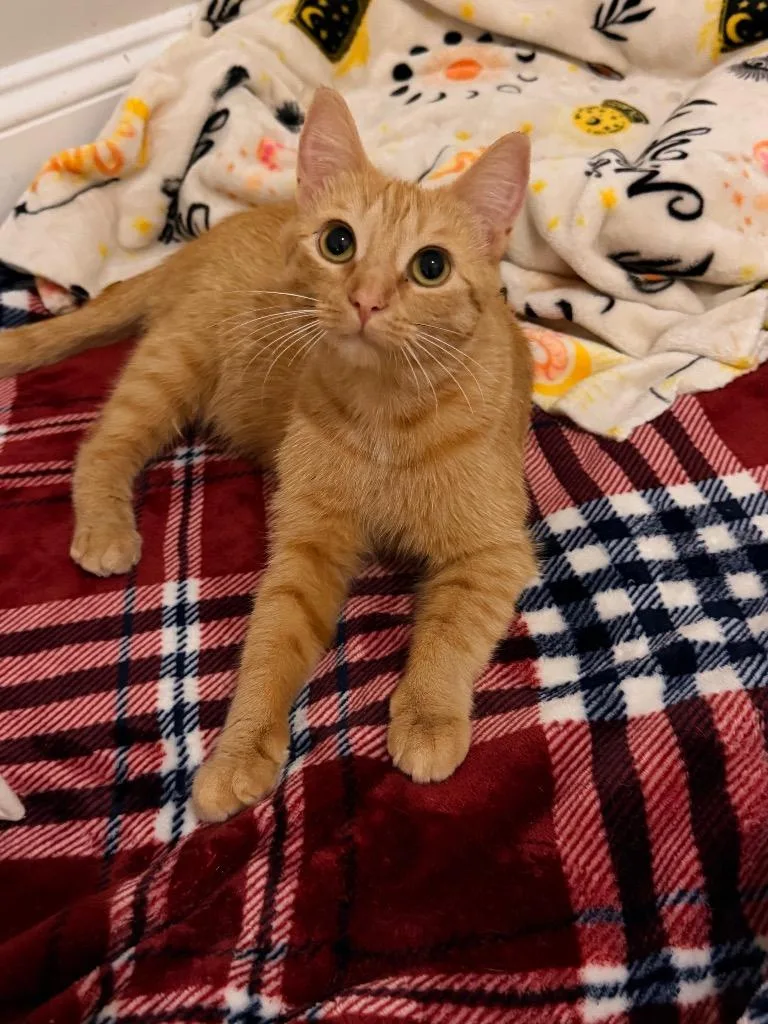 A baby medium-sized female Domestic Short Hair cat named Gabriella for adoption in Newnan, GA