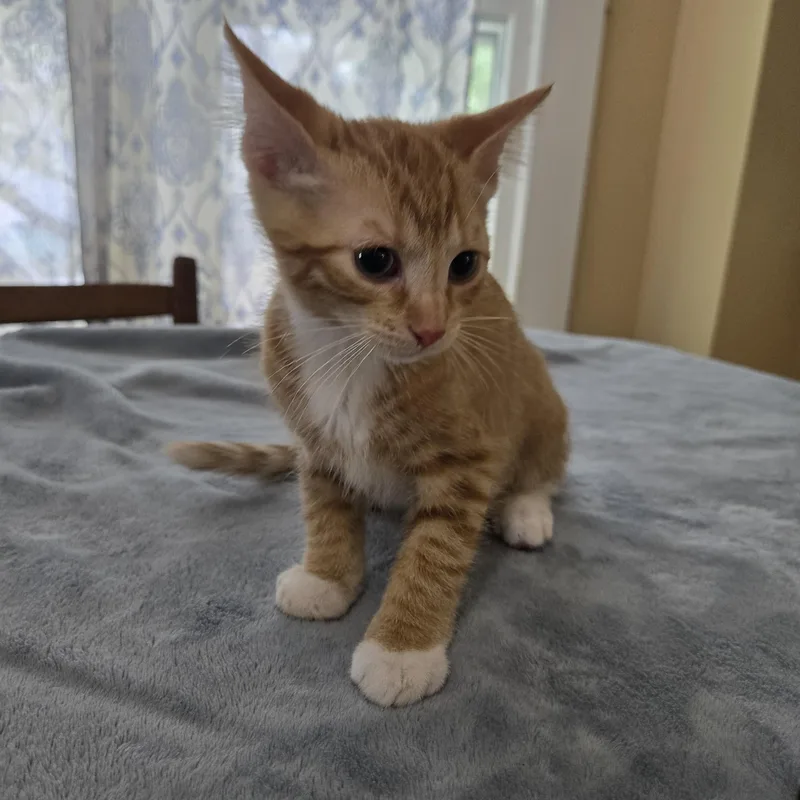A baby small-sized male Orange & White Domestic Short Hair cat named Hazard for adoption in Sedalia, MO