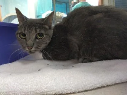 An adult small-sized female Domestic Short Hair cat named Wasabi for adoption in Palm Coast, FL