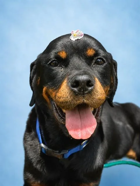 An adult large-sized female Rottweiler dog named Marcella for adoption in Westminster, MD