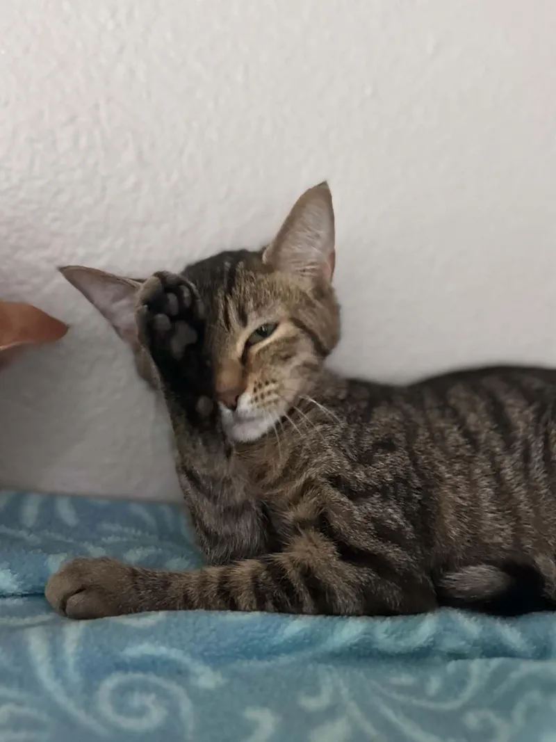 A baby small-sized female Tabby (Brown / Chocolate) Domestic Short Hair cat named Beth for adoption in Myakka City, FL