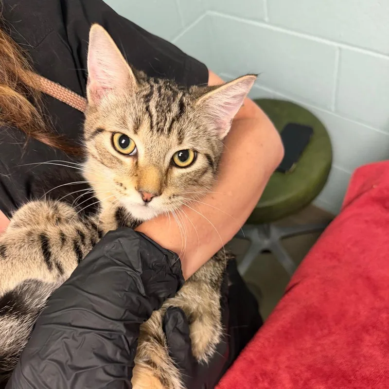 A young medium-sized male Brown / Chocolate Domestic Short Hair cat named Nova for adoption in Fredericksburg, VA
