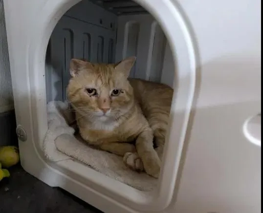An adult medium-sized male Domestic Medium Hair cat named Rango for adoption in Brunswick, GA
