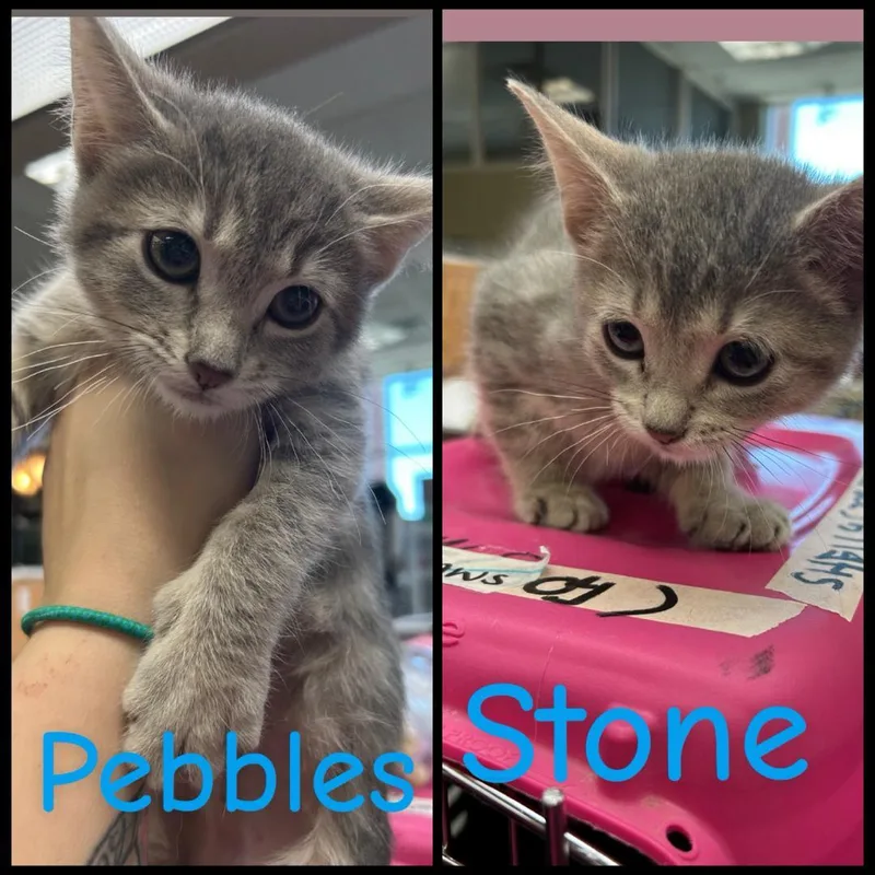 Stone and Pebbles