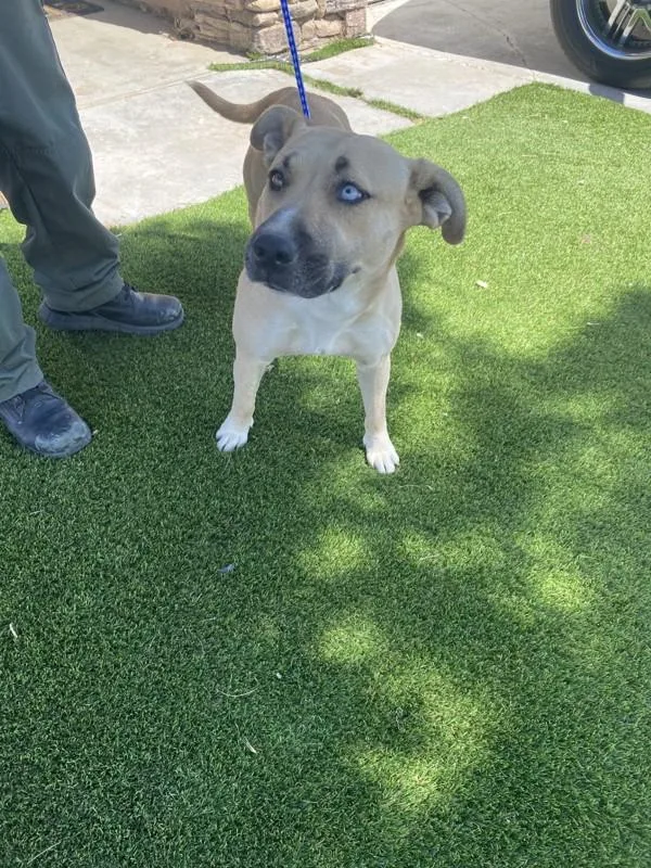 An adult medium-sized female Pit Bull Terrier dog named Storm for adoption in Victorville, CA