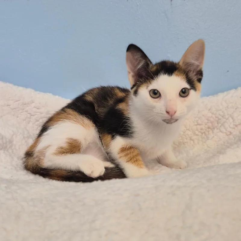 A baby small-sized female Calico Domestic Short Hair cat named Riddle for adoption in Wahiawa, HI