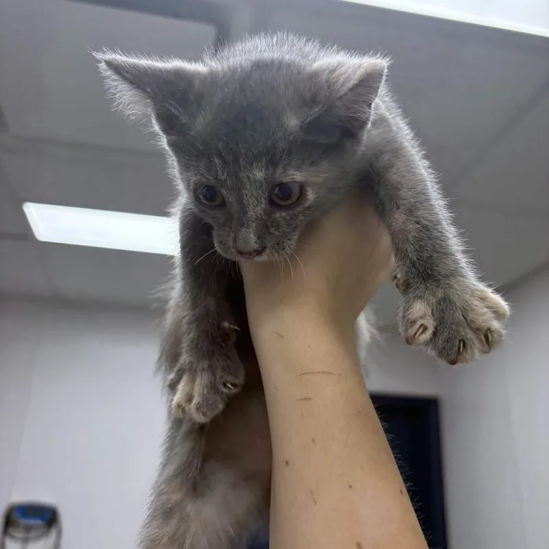 A baby small-sized female Domestic Short Hair cat named Lola Bunny for adoption in Beaumont, TX