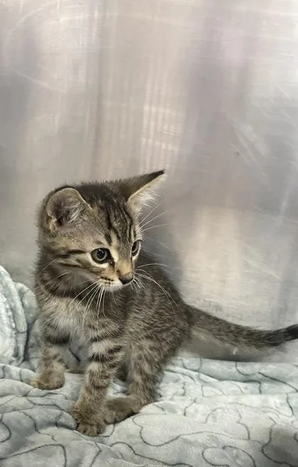 A baby small-sized male Domestic Short Hair cat named Topaz for adoption in Houston, TX