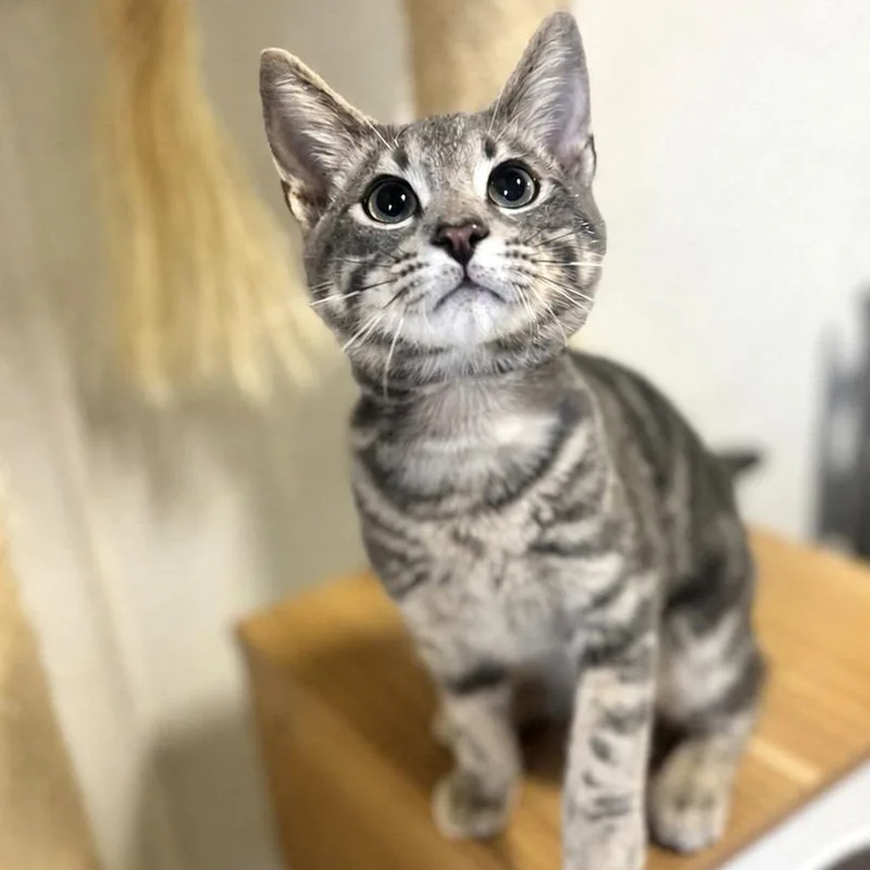 A baby small-sized male Gray / Blue / Silver Domestic Short Hair cat named Rococo for adoption in Brownsboro, AL