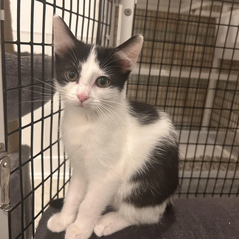 A baby small-sized female Black & White / Tuxedo Domestic Medium Hair cat named Hope for adoption in Wheaton, IL