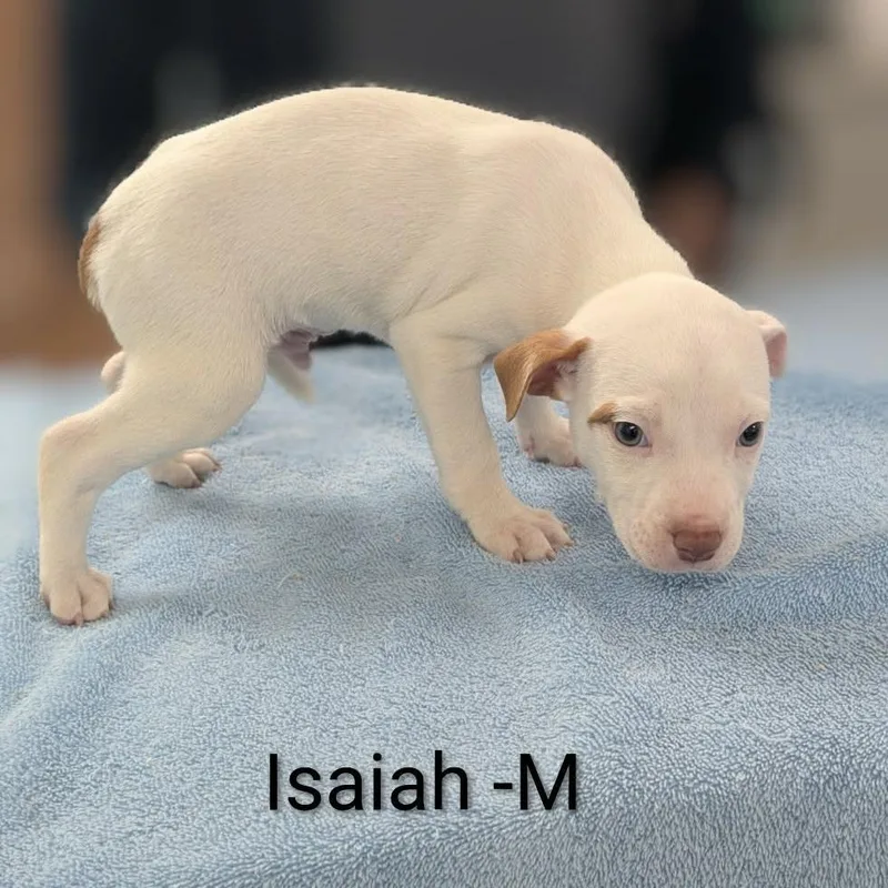 A baby medium-sized male White / Cream Pit Bull Terrier dog named Isaiah for adoption in Griswold, CT